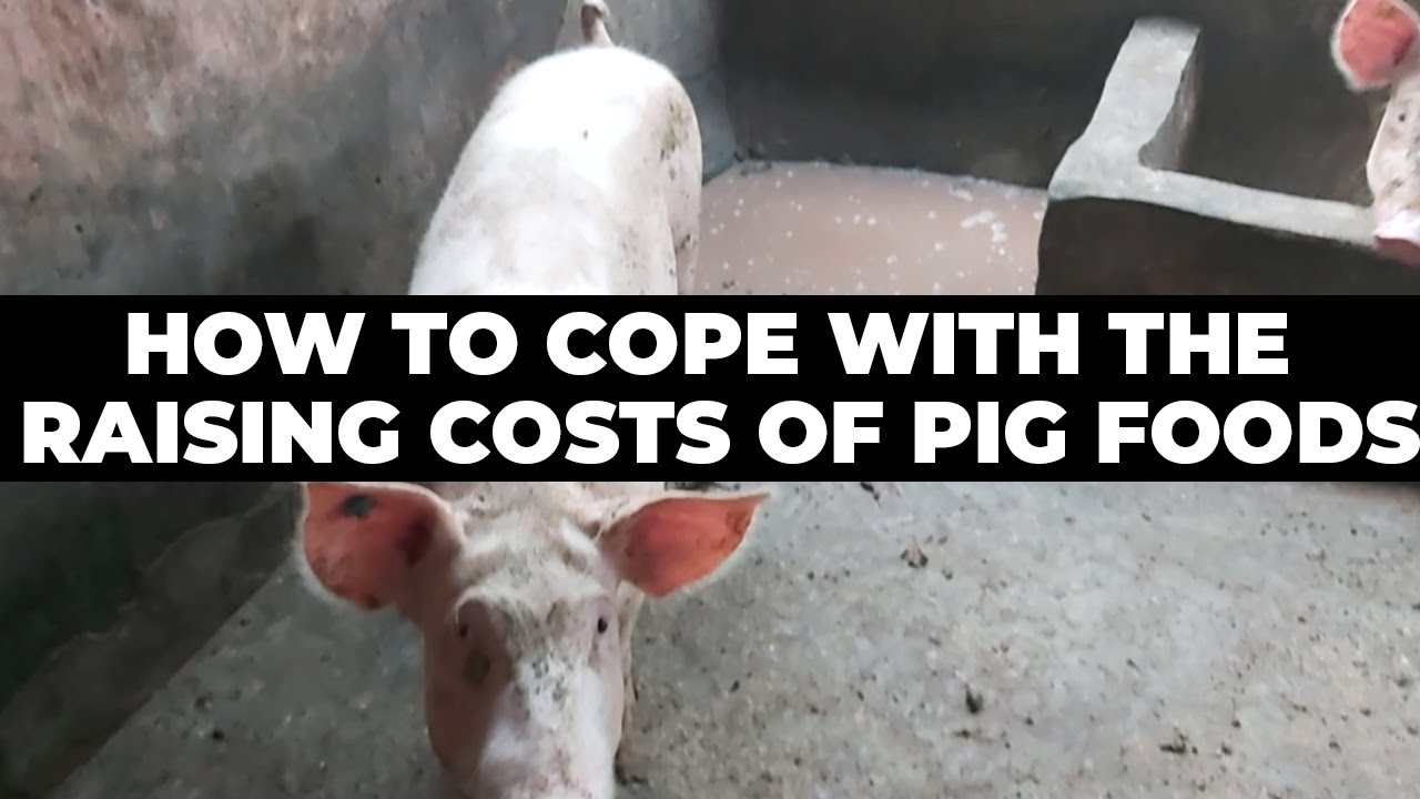 How To Cope With The Raising Costs Of Pig Foods YouTube