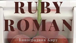 Японский сорт винограда -Ruby Roman . Впервые в Украине - прививка чёрное в зелёное .