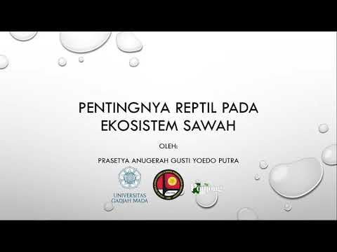 Pentingnya Reptil Pada Ekosistem Sawah