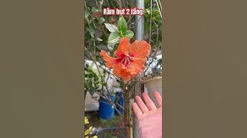 Cây Râm bụt 2 tầng | 0386569374 - Ngọc Ngân Bến Tre | Chuyên cây độc lạ