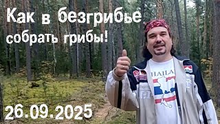 Как в безгрибье собрать грибы!