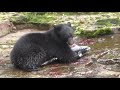 Bear Cub Eating a Salmon, Sproat River, British Columbia Canada