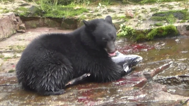 Bear Cub Eating a Salmon, Sproat River, British Columbia Canada