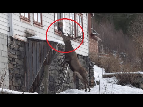 Каждое утро в окно женщины стучит олень. Причина растопит ваше сердце!