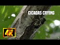 Cicadas crying