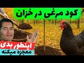 کود مرغی در خزان با این روش درختان تان را ۱۰ برابر قوی تر کنید 
