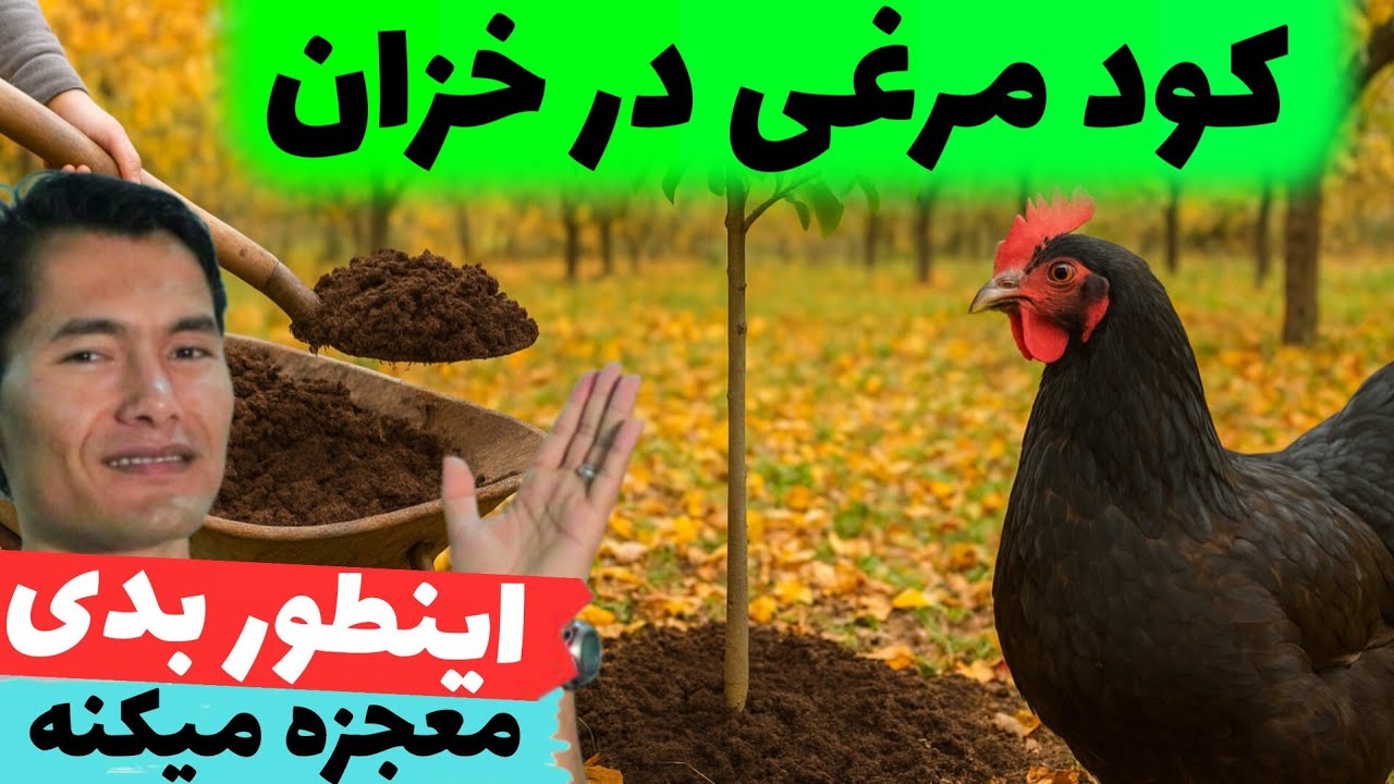 کود مرغی در خزان! با این روش درختان‌تان را ۱۰ برابر قوی‌تر کنید 💪🌳