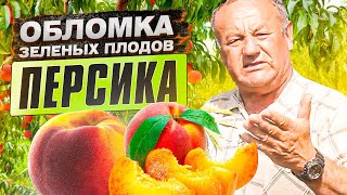 Обломка зеленых плодов персика. Как увеличить размер плода персика? Как и зачем обламывать плоды?