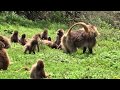 The amazing behavior of the Gelada Baboons of Ethiopia's Simien Mountains.