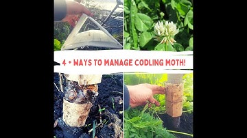 How To Manage Codling Moth!