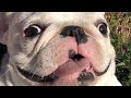 French Bulldogs Funny Moments &amp; Fails Compilation #21 французский бульдог приколы