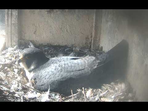 Lingen Peregrine Falcon Cam 1 Night Alternate live cam preview