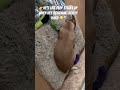 👉He’s ear only sticks up when he dreams REALLY hard😳