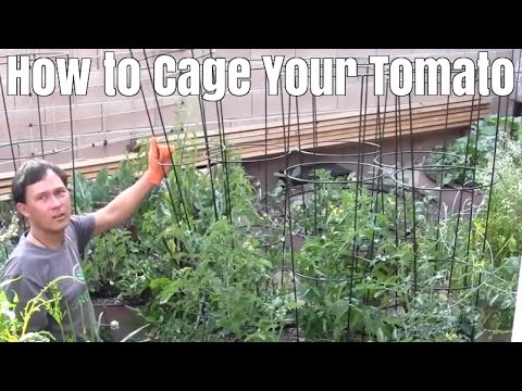 support groups near me How to Cage Your Tomato Plant after it gets Big with Little Damage
