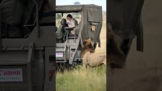 Lion Oloimina with visitors in Masai Mara, Kenya. Excellent video footage by Avani Dhanani.