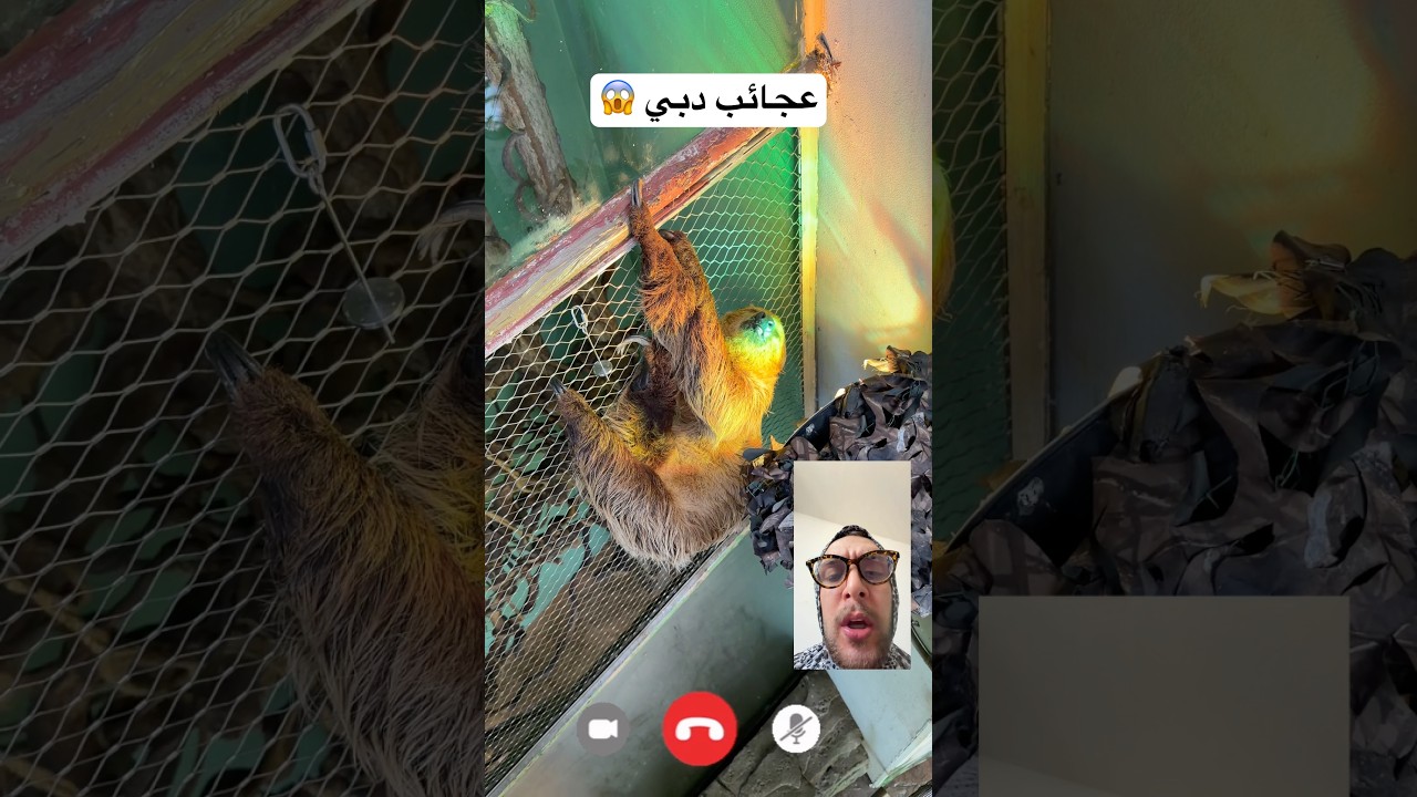 عجائب وغرائب دبي