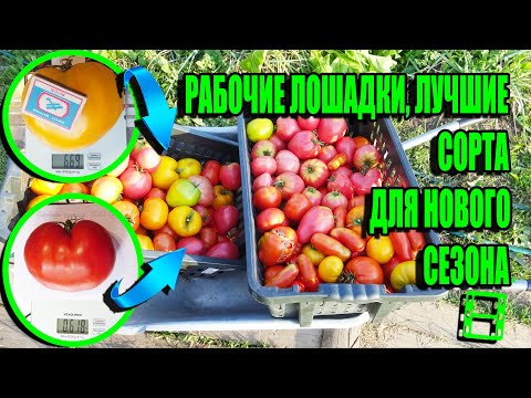 THE BEST TOMATOES CHARACTERISTICS AND DESCRIPTION OF VARIETIES! SOW IN THE NEW SEASON! ECO-GARDEN...