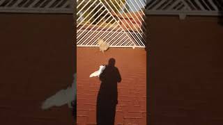 Köpek Gi̇bi̇ Hi̇sseden Kakadu