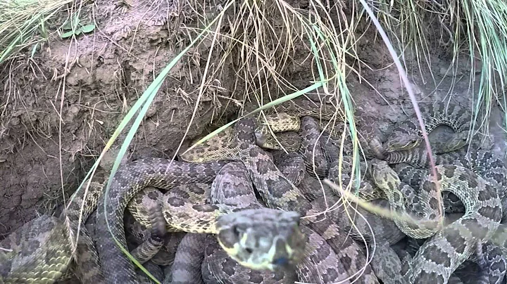 GoPro falls into pit of Rattlesnakes