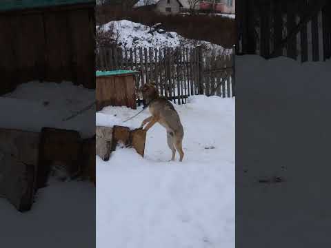 Жулик