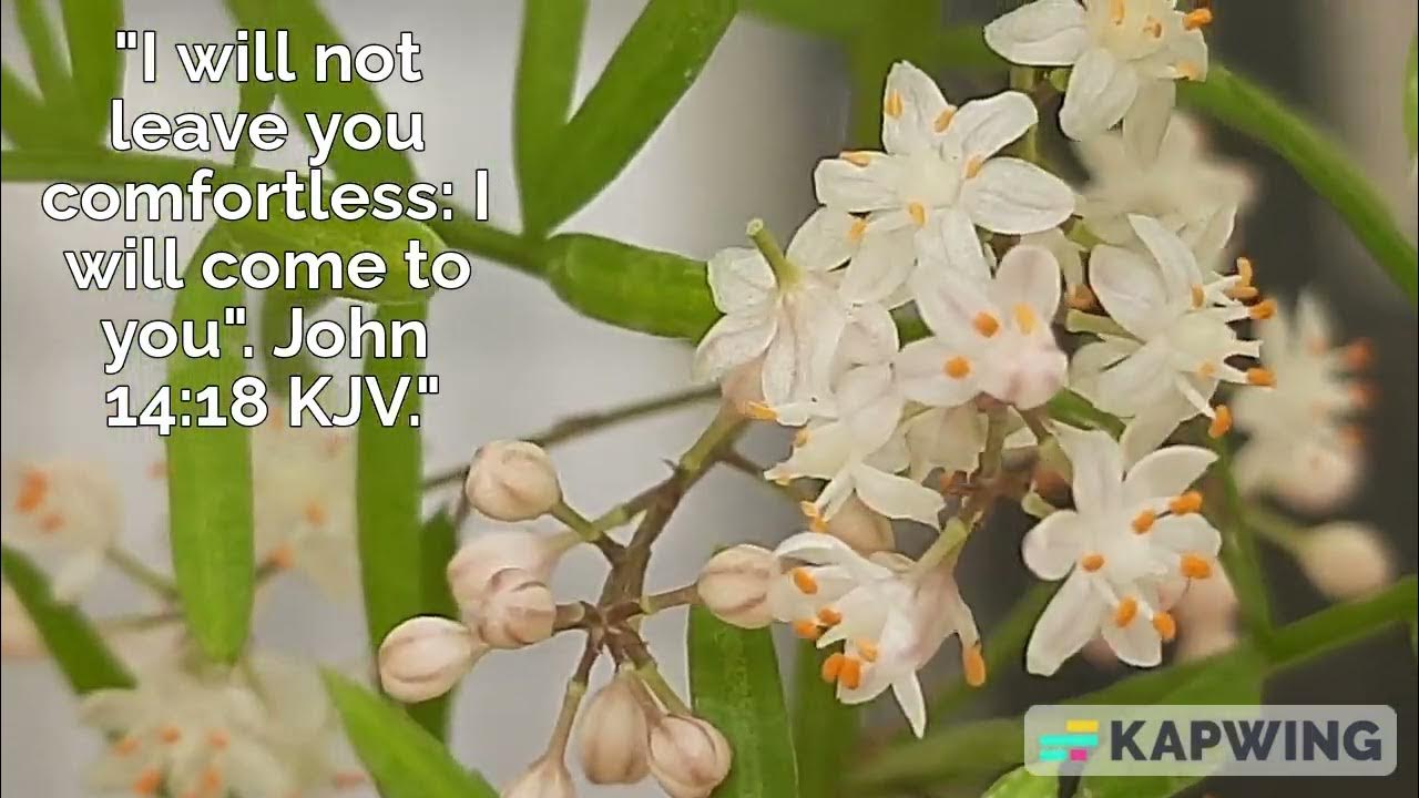 god-will-not-leave-you-comfortless-john-14-18-kjv-youtube