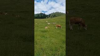 Bayerische Alm #natur  #bergen #landschaft #kühe