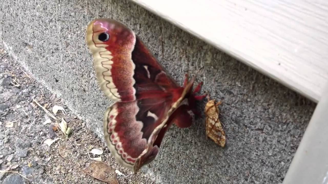 Unknown moth - YouTube