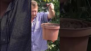 Jardinage: Astuce Plants de tomates plantés à l'envers avec arrosage entretien et résultat