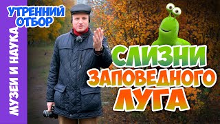 Зачем мне сетчатый слизень? Тимофей Левченко.