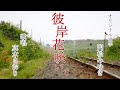 彼岸花咲いて(門松みゆきさん)唄/真木さおり