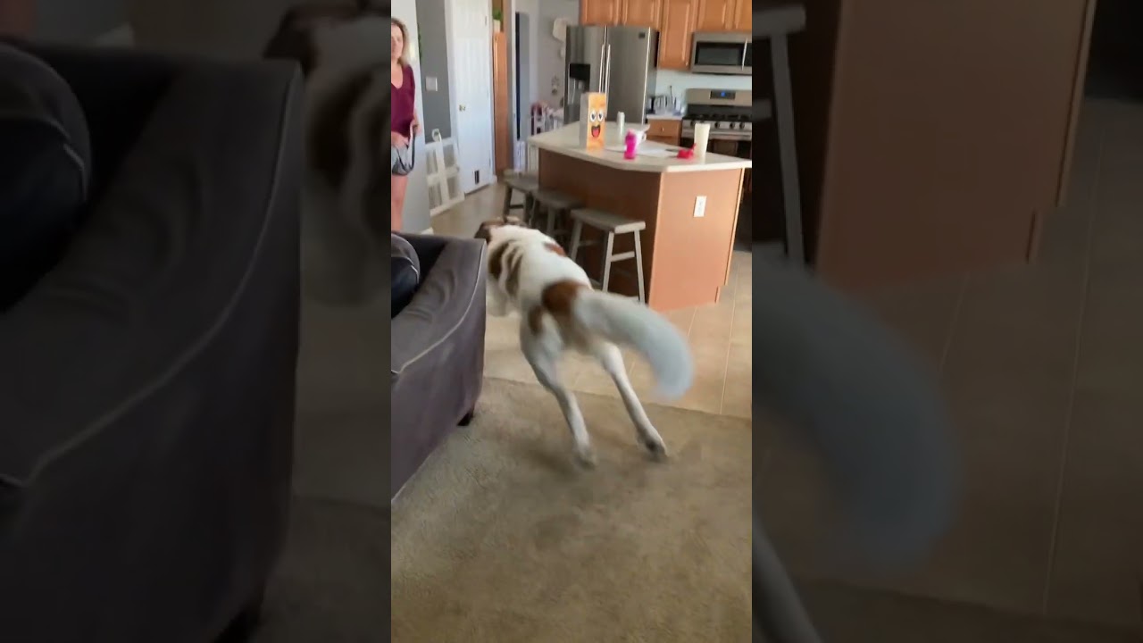 Funny Dog Shorts Saint Bernard with the zoomies after ear drops. 