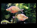 Gary Lange's Amazing Rainbow Fish Collection and Fish Room Tour