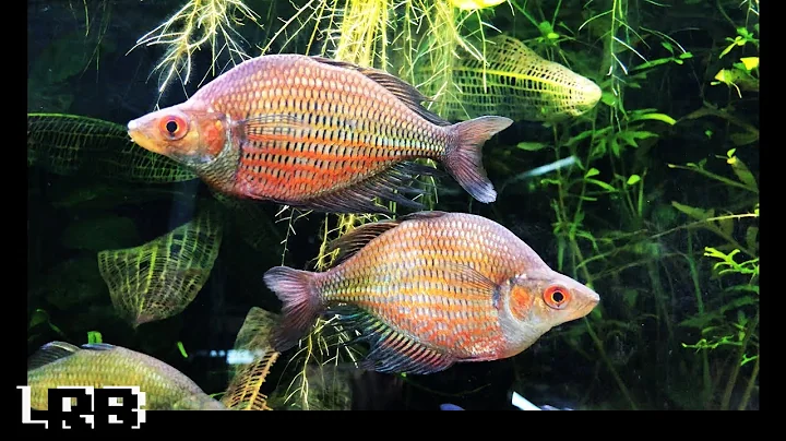 Gary Lange's Amazing Rainbow Fish Collection and F...