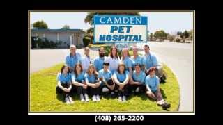 Almaden Valley Veterinarians | Veterinarians in Almaden Valley CA