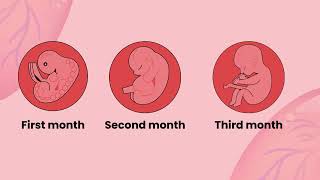 Pregnancy & Begin of Embryo (High Grade Group-3 Group Performance)