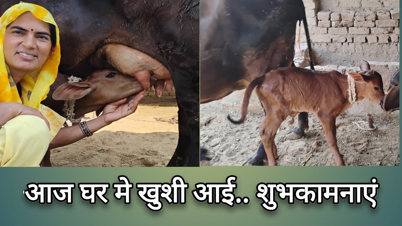  आज हमारी गाय ने सुन्दर सी बच्छी को जन्म दिया@DroptiSwami-sng 