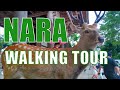 🇯🇵 Nara Deer Park | Japan Walking Tour 4K 🦌