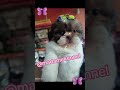 #shitzu #shitzupuppies #criadora #pets #veterinária