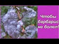 Не проходите мимо - барбарис требует ухода! Для чего использую Фитоспорин К? Обработка сада весной.