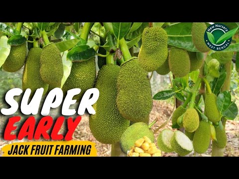 Video How Vietnam super early Jack fruit plant farming... - youtube