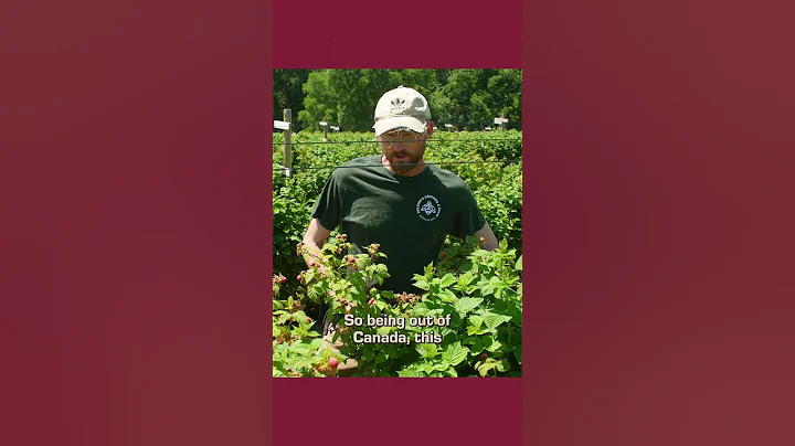 Have you had these? #nova #raspberry #iowa