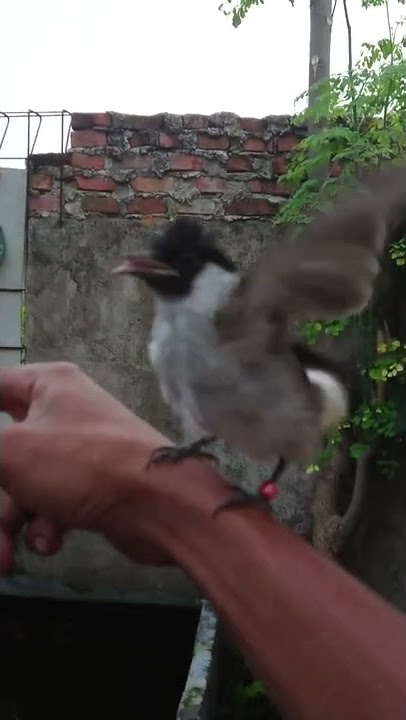 siulan untuk si burung kutilang