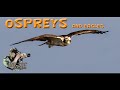 Ospreys and eagles fishing