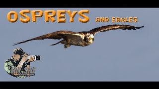 Ospreys and eagles fishing