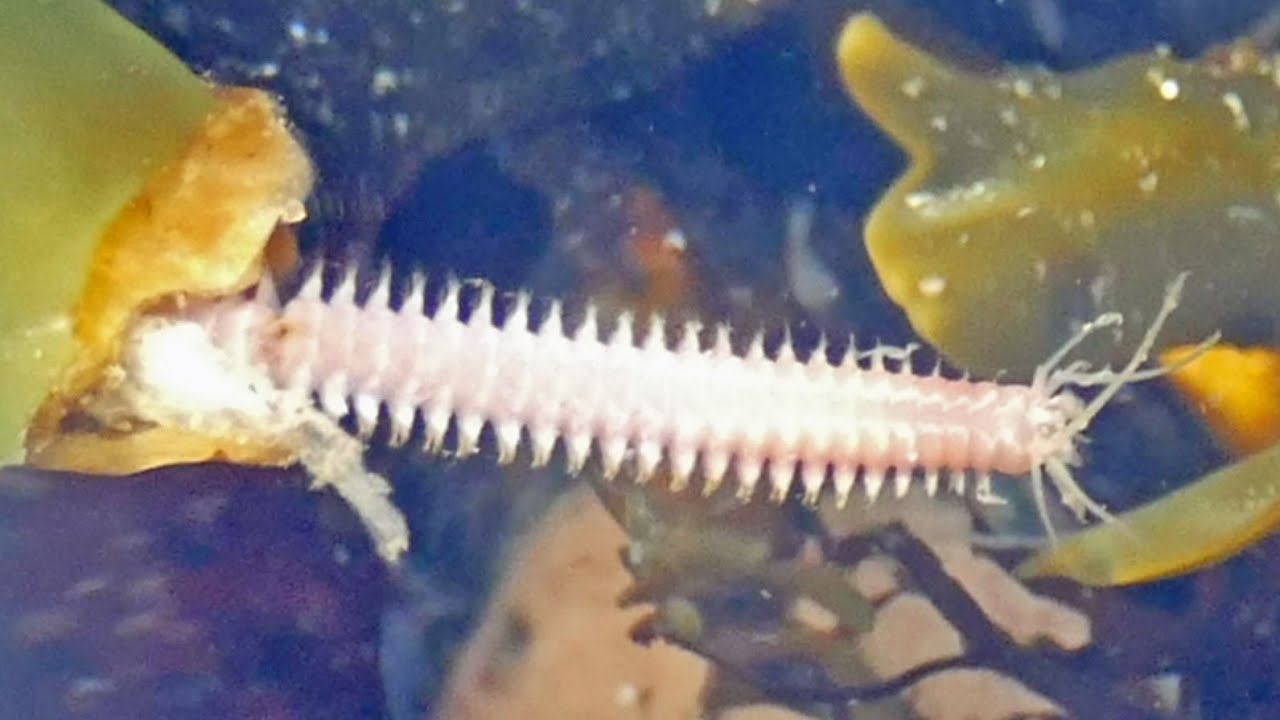 Rockpool Life Macro rockpool life following hurricane in Dunure, Scotland. Film ...