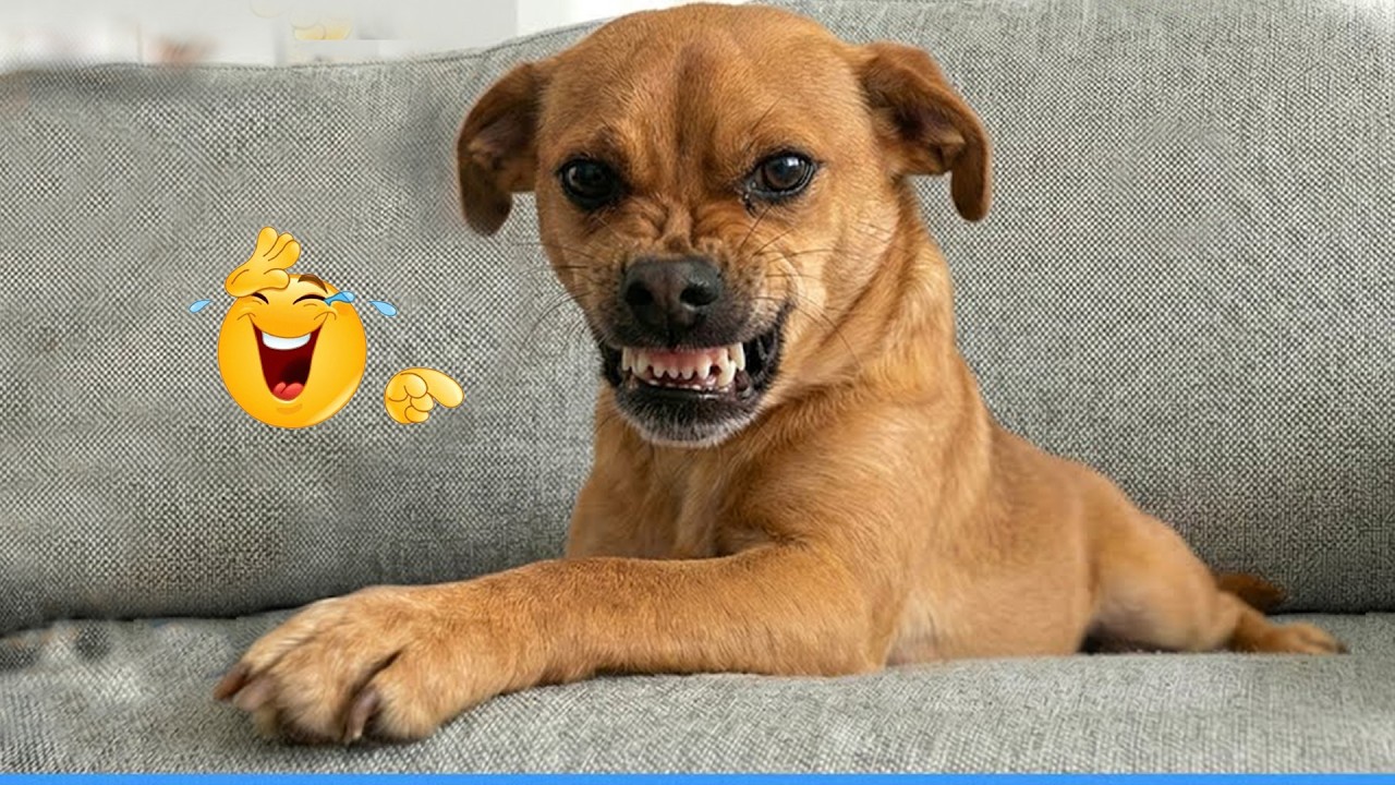 Unexpected Laugh with these Funny Dogs 🤣 Best Funniest Dog Videos of The Year