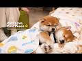 Pure Love, Pure Peace 🐶💤小さな幸せと癒しの時間 🐕💤