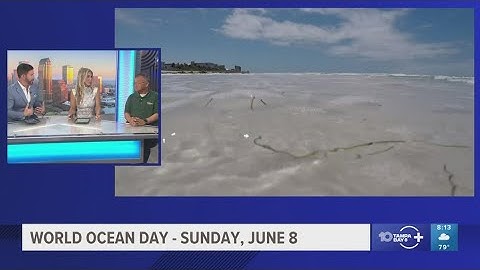 USF professor discusses efforts to protecting our oceans