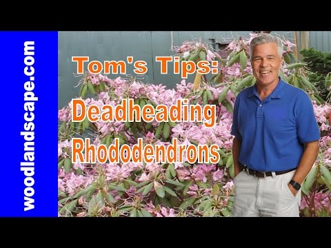 How To: Deadhead Rhododendrons, Tom's Tips