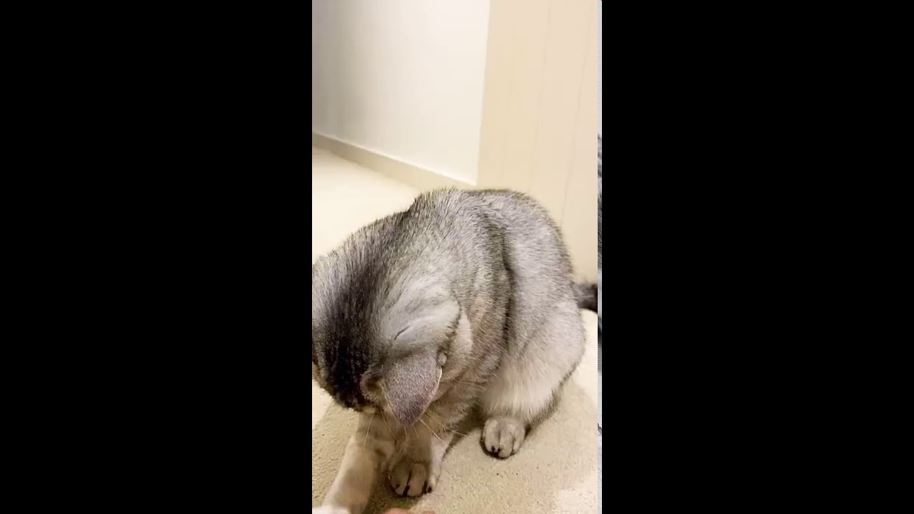 British short hair kitten playing! - YouTube